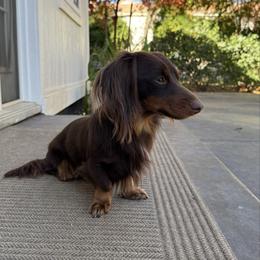 Milo - Chocolate and tan male Dachshund puppy in Cherry Valley, California from Sugar and Spice Dachshunds