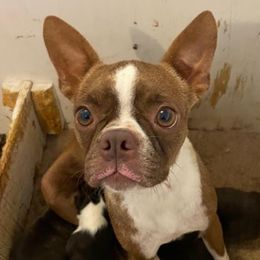 Polly - Boston Terrier