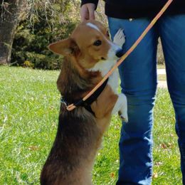 Suzie - Pembroke Welsh Corgi