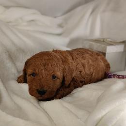 Autumn (purple collar)-OFA and CHIC sire - Red  female Poodle puppy in Westfield, North Carolina from Legacy Pets