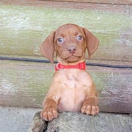 Female RETAINED by breeder - Golden rust female Vizsla puppy in Springfield, Ohio from Amy's Vizslas