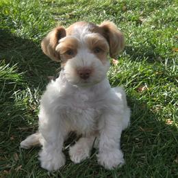 Ryder - Wheaten male Miniature Schnauzer puppy in Paradise, Utah from Highbornschnauzers