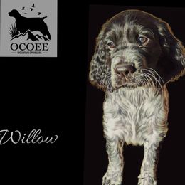 English Springer Spaniel Puppies from Ocoee Mountain Springers