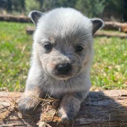 Boy 3 - Blue male Australian Cattle Dog puppy in Irvington, Kentucky from Dry Valley’s Australian Cattle Dogs