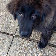 Karakachan Puppies from DeMaria Farm
