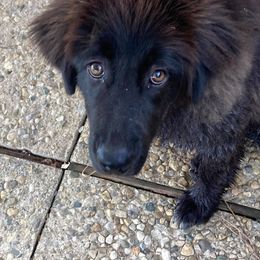 Karakachan Puppies from DeMaria Farm
