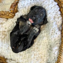 Cinder - Phantom female Bernedoodle puppy in Grove, Oklahoma from Guinn Family Farms