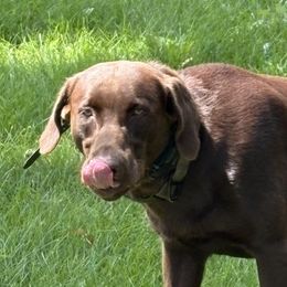 Axle - Chocolate male Labrador Retriever puppy in Freeport, Illinois from Rock Hollow Retrievers