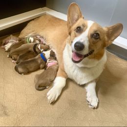 Pembroke Welsh Corgi puppies from Southern Corgi