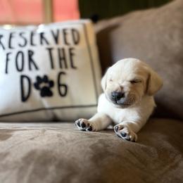 Romeo - Yellow male Labrador Retriever puppy in Sweet Home, Oregon from Knotty Creek Labradors