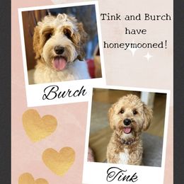 Australian Labradoodle puppies from Beaver State Labradoodles