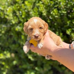 Yellow collar wrigley - Caramel cream female Australian Labradoodle puppy in Fontana, California from Grammy's Puppy Love doodles and poodles