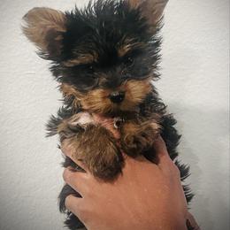 Tiny Tim - Black and tan male Yorkshire Terrier puppy in Ocala, Florida from Top Notch Pupz