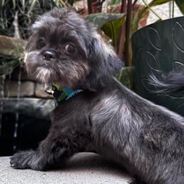 Prince - Black and white male Shih Tzu puppy in Victorville, California from Precioustzus