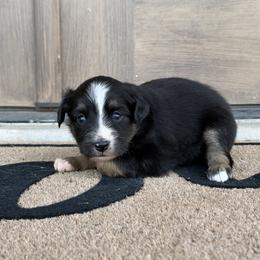 Socks - Black tri female Miniature Australian Shepherd puppy in Happy, Texas from Happy Little Aussies