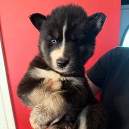 Raylan - Black and white male Siberian Husky puppy in West Paducah, Kentucky from White Wolf LLC