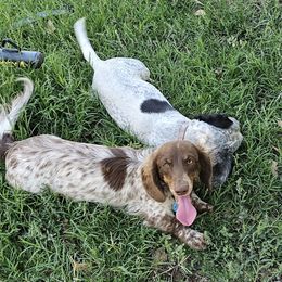 KC Royals - Dachshund