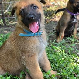Blue - Fawn sable male Belgian Malinois puppy in Baytown, Texas from De Linus Malinois