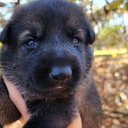 Cotton Candy (Light Pink) - German Shepherd puppy from Reddington Shepherds