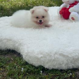 Teddy - male Pomeranian puppy in Naples, Florida from Puppies Forever 💙❤️🐶