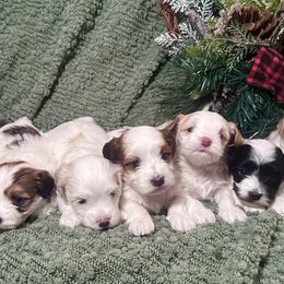 Havanese Puppies from Happy Paws Havanese