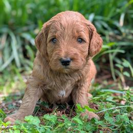 Pink - Red  female Goldendoodle puppy in Midland, North Carolina from Alger Farm, LLC