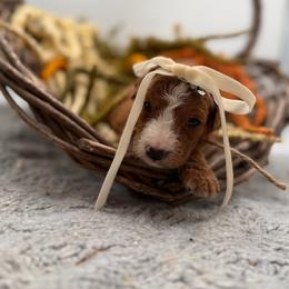 Pine - Red female Bernedoodle puppy in Ocala, Florida from Bernedoodles of Florida
