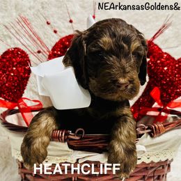 Heathcliff - Goldendoodle puppy from N. E. Arkansas Goldens and Doodles