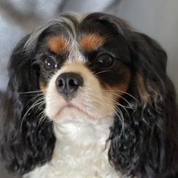 Gabriel - Cavalier King Charles Spaniel