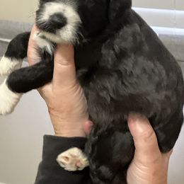 Whoodle Puppies from RockyRiverPups