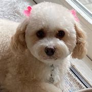 Cavachons and Cavapoos from Sweet Doodles and Poos