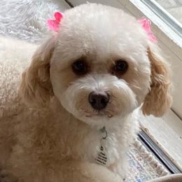 Cavachons and Cavapoos from Sweet Doodles and Poos