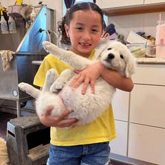 Caia - White female Maremma Sheepdog puppy in Kings County, California from Prancing Pony Farm Maremma Sheepdogs