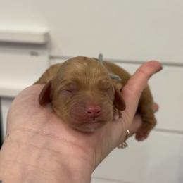 Neo - Red male Cavapoo puppy in Grand Blanc, Michigan from Halsey Poodles and Doodles