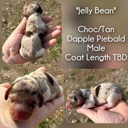 Jelly Bean - Dapple male Dachshund puppy in London, Kentucky from Steele Half Acre Homestead