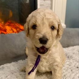 Jo - Cream female Goldendoodle puppy in Pensacola, Florida from Goldendoodles Love You in Pensacola Friend Edition