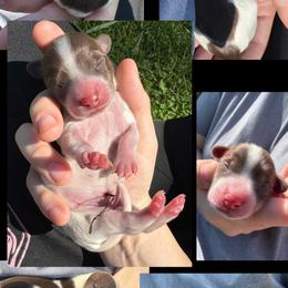 Dachshund Puppies from 208 Dox Dynasty