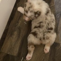 Australian Shepherd Puppies from Double BarH