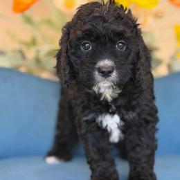 Lady bug - Black female Cavapoo puppy in Yuciapa, California from AlltheDoodlez_