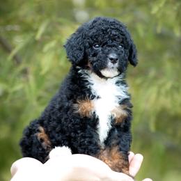 Toad - Black tri-color male Aussiedoodle puppy in Jacksonville, Florida from Lolo’s Aussiedoodle