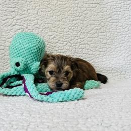 'Bashful' - Tan male Morkie puppy in Durand, Wisconsin from Larson’s Legacy Aussome Aussie Kennels
