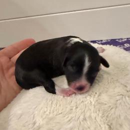 Boy 2 - Black phantom male Aussiedoodle puppy in Martin County, Florida from Biggie Ranch