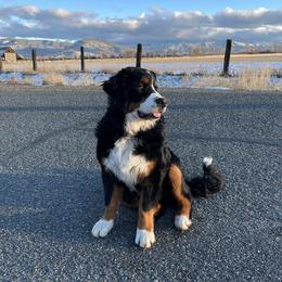 Bernese Mountain Dog All Grown Up from Acorn Hill Bernese