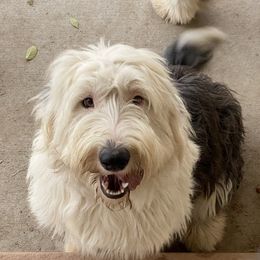 Posey - Old English Sheepdog