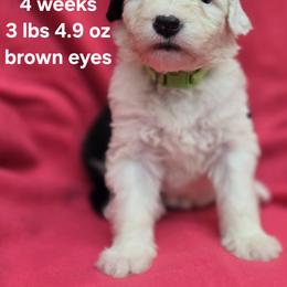 Frances - Gray and white female Old English Sheepdog puppy in Sutherlin, Oregon from Sapphire Eyes Sheepdogs