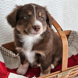 Ruby - Red tri-color female Australian Shepherd puppy in Mountain Grove, Missouri from K Bar H Farms