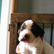 German Shorthaired Pointer and Pointer Puppies from Bishop Kennels