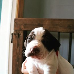 German Shorthaired Pointer and Pointer Puppies from Bishop Kennels