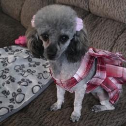 Poodles and Yorkshire Terriers from Sonshine Yorkies