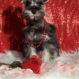 Anna - Miniature Schnauzer puppy in Vernal, Utah from High Uinta Schnauzers